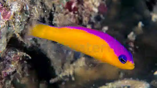 Purple Stripe Dottyback