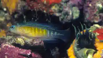 Yellow-Breasted Dottyback: Male