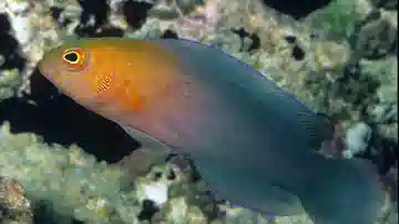 Dilectus Dottyback - South Asia