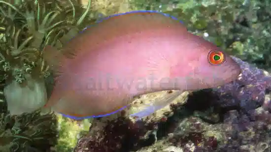 Ring Eyed Dottyback