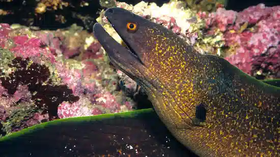 Yellow-Edged Moray