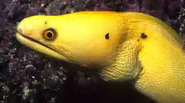 Banana Moray Eel