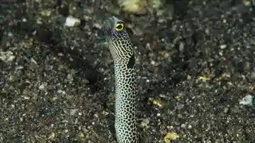 Spotted Garden Eel