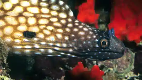 Black-Ear Moray