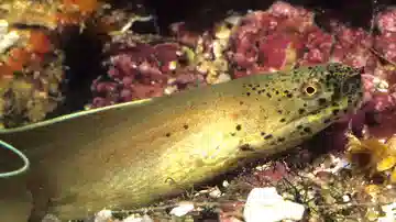 Ghost Ribbon Eel