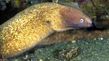 Greyface Moray