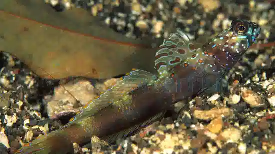 Wide-Barred Shrimp Goby - Red Sea/ Indian Ocean