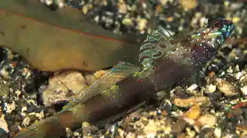 Wide-Barred Shrimp Goby - Red Sea/ Indian Ocean