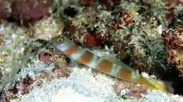 Flagtail Shrimp Goby