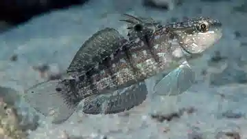 Half-Barred Goby - Melanesia