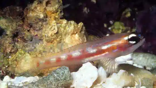 Masked Goby