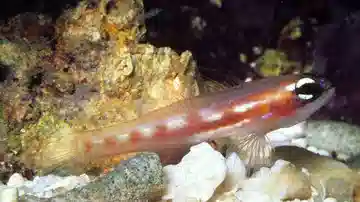 Masked Goby