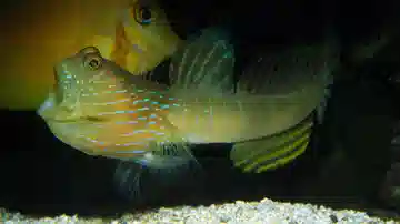 Blue Streak Watchman Goby