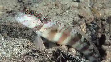 Pink-Spotted Shrimpgoby