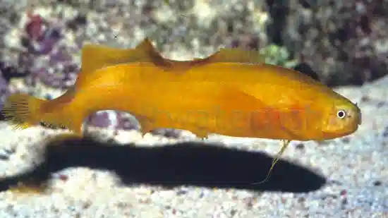 Yellow Cusk Eel