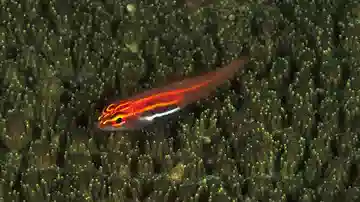 Neon Eviota Goby: Gold