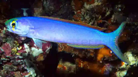 Flashing Tilefish - Indo Pacific