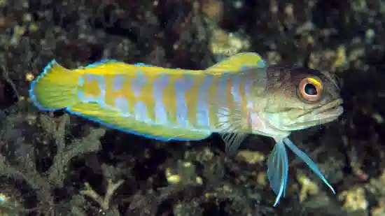 Black Cap Jawfish