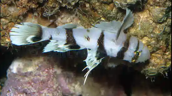 Black-Barred Reef Goby