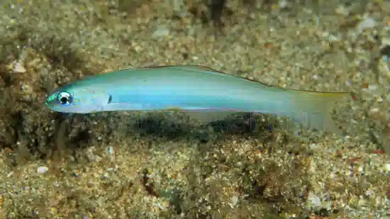 Green Silk Gudgeon Dartfish