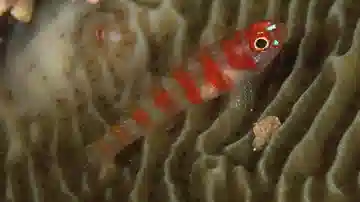 Ring Eye Pygmy Goby