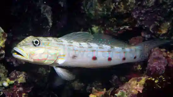 Long-Finned (Striped) Sleeper Goby - Central Pacific