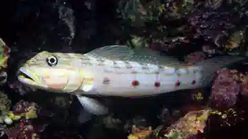 Long-Finned (Striped) Sleeper Goby 