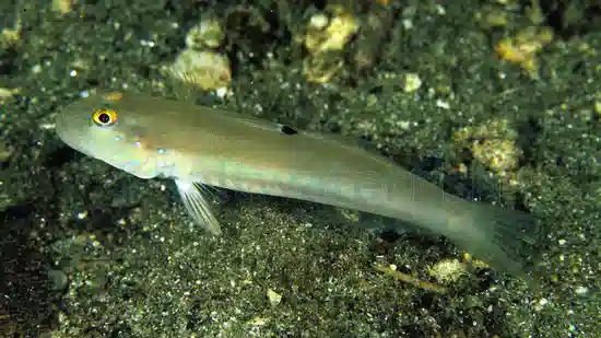 Sleeper Blue Dot Goby - South Asia