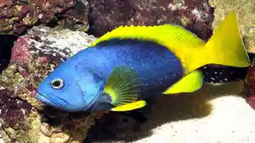 Blue and Yellow Grouper