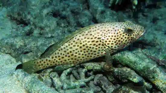 Red Hind Grouper 