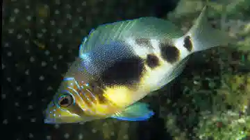 Barred Hamlet - Atlantic