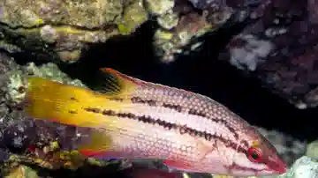 Mexican Hogfish - Save 22%