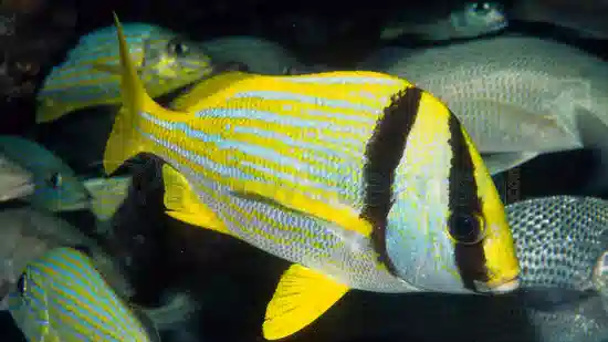 Porkfish - Atlantic