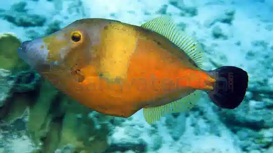 White-Spotted Filefish - Atlantic