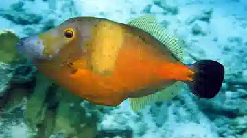 White-Spotted Filefish - Atlantic