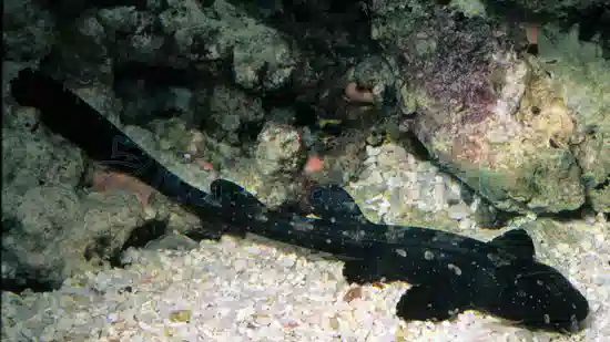 Marbled Cat Shark