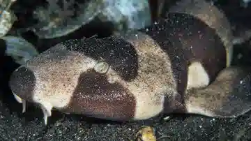 Brown-Banded Bamboo Shark