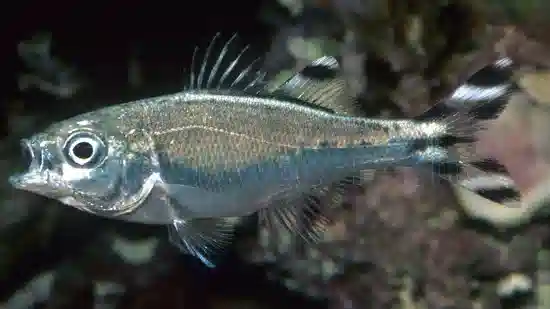 Barred Flagtail - Indo Pacific