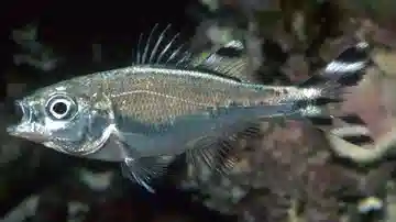 Barred Flagtail