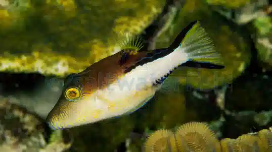 Caribbean Sharpnose Puffer