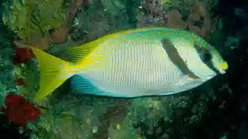 Scribbled Rabbitfish