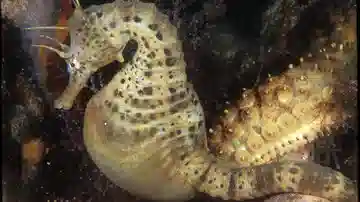 Pot-Bellied Seahorse