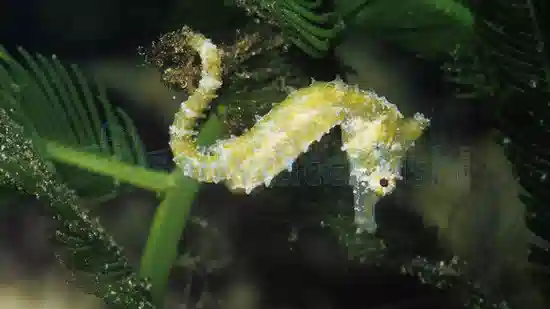 Dwarf Seahorse