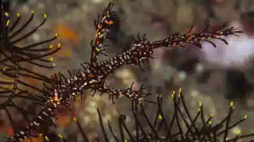 Ornate Ghost Pipefish