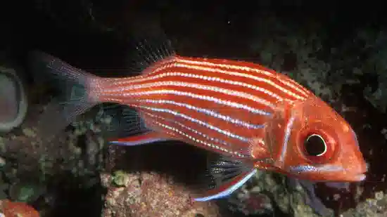 Crown Squirrelfish