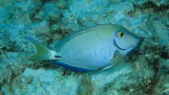 Ocean Surgeonfish