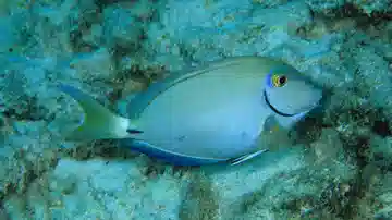 Ocean Surgeonfish - Save 23%