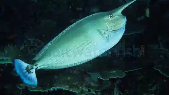 Blue Unicorn Tang - South Pacific