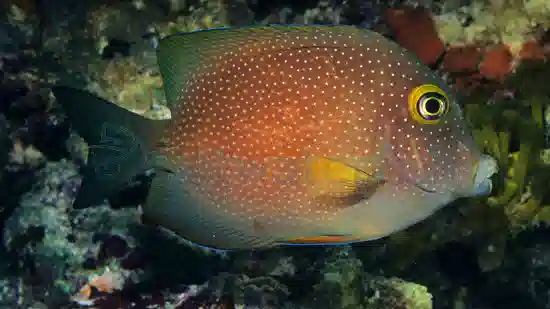 Gold Ring Bristletooth Tang - Indian Ocean