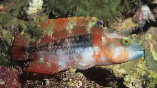 Two Spot Wrasse - South Pacific